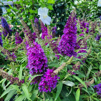 Buddleja davidii 'Little Purple'