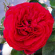 Rose 'André Rieu': Bild 1/1