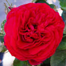 Rose 'André Rieu' - Essbare Rose, Beetrose