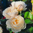 Rose 'William and Catherine': Bild 1/1