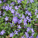Vinca minor 'La Grave' - Immergrün