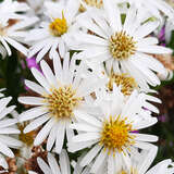 Aster ageratoides 'Starshine' - Aster
