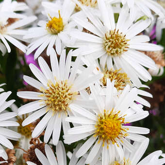 Aster ageratoides 'Starshine'