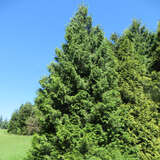 Thuja plicata 'Dura' - Riesen-Lebensbaum