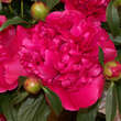 Paeonia lactiflora 'General McMahon': Bild 1/4