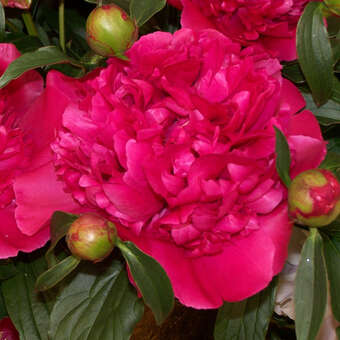 Paeonia lactiflora 'General McMahon'