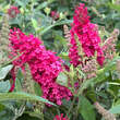 Buddleja davidii 'Little Ruby': Bild 1/5