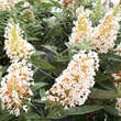 Buddleja davidii 'Butterfly Candy Little White': Bild 1/1