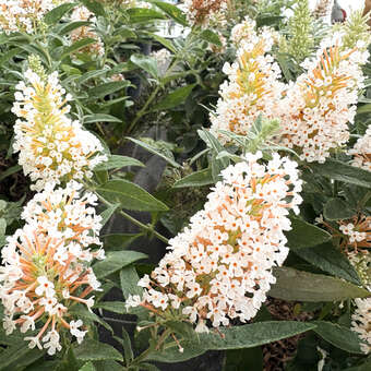 Buddleja davidii 'Butterfly Candy Little White'