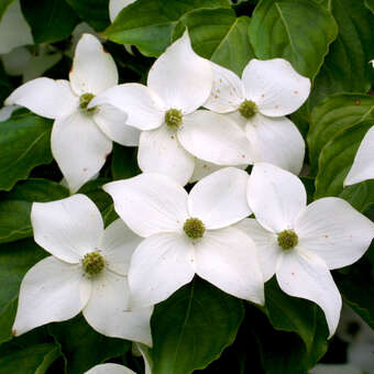 Cornus kousa 'Nicole'