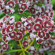 Kalmia latifolia 'Carousel': Bild 1/1