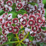 Kalmia latifolia 'Carousel' - Lorbeerrose