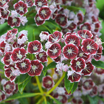 Kalmia latifolia 'Carousel'