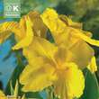 Canna indica Richard Wallace: Bild 1/1
