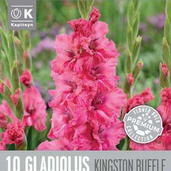 Gladiolus Hybr.Kingston Ruffle