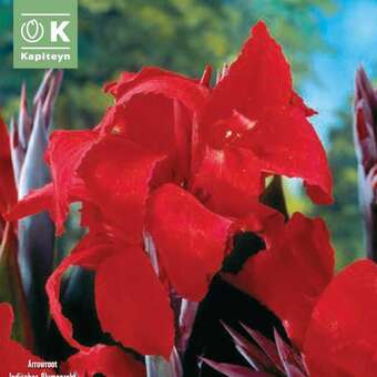 Canna indica Black Knight