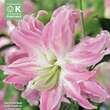 Lilium Orien.Lotus Elegance: Bild 1/1