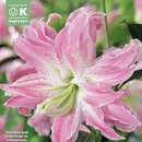 Lilium Orien.Lotus Elegance - Lilie gefülltblühend