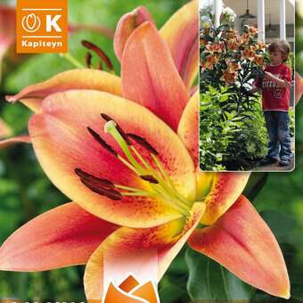 Lilium Orien. Hybr. Montego Bay