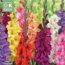 Gladiolus Hybr. - Gladiolen Mischung