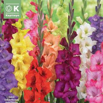 Gladiolus Hybr. Mischung kl10