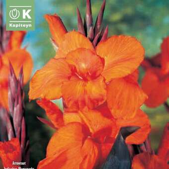 Canna indica Wyoming