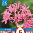 Nerine bowdenii: Bild 1/1