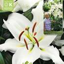 Lilium Pretty Woman - Baumlilie