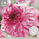 Dahlia Hybr.Richards Fortune - Anemoneblütige Dahlie