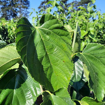 Morus alba 'Giant Fruit'