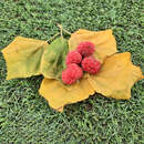 Cudrania tricuspidata 'Norris' - Seidenraupenbaum (weibl.)