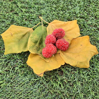 Cudrania tricuspidata 'Norris'