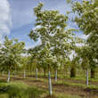 Chionanthus retusus: Bild 1/13