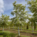 Chionanthus retusus - China-Schneeflockenbaum
