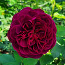 Rose 'Deep Secret' - Moderne Edelrose
