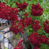 Rose 'Perennial Domino' - Moderne Kletterrose