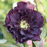 Helleborus orientalis 'Double Ellen Purple' - Schneerose