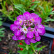 Iberis sempervirens 'Absolutely Amethyst': Bild 1/1