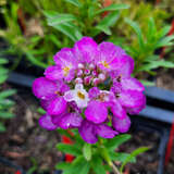 Iberis sempervirens 'Absolutely Amethyst' - Schleifenblume