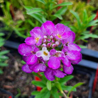 Iberis sempervirens 'Absolutely Amethyst'