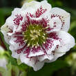 Helleborus orientalis 'Double Ellen White Spotted': Bild 1/1