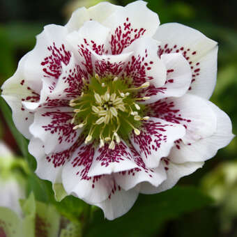 Helleborus orientalis 'Double Ellen White Spotted'