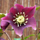 Helleborus orientalis 'Pretty Ellen Red' - Schneerose