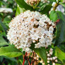 Viburnum tinus  - Lorbeer-Schneeball