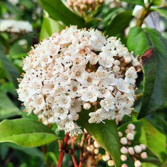 Viburnum tinus
