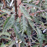 Fagus sylvatica 'Midnight Feather' - Geschlitzte Säulenbuche