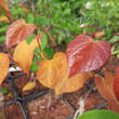 Cercis canadensis 'Eternal Flame': Bild 1/2