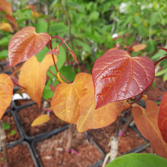 Cercis canadensis 'Eternal Flame'