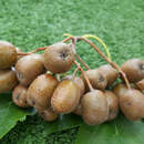 Sorbus torminalis 'Leopold' - Elsbeere