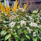 Viburnum tinus  - Lorbeer-Schneeball